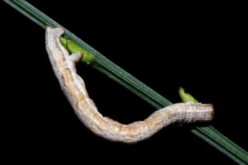 Réf. 201 762 : Perconia strigillaria